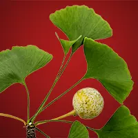 Ginkgo Biloba